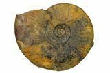 Iron Replaced Ammonite Fossils - Boulemane, Morocco #164466-1